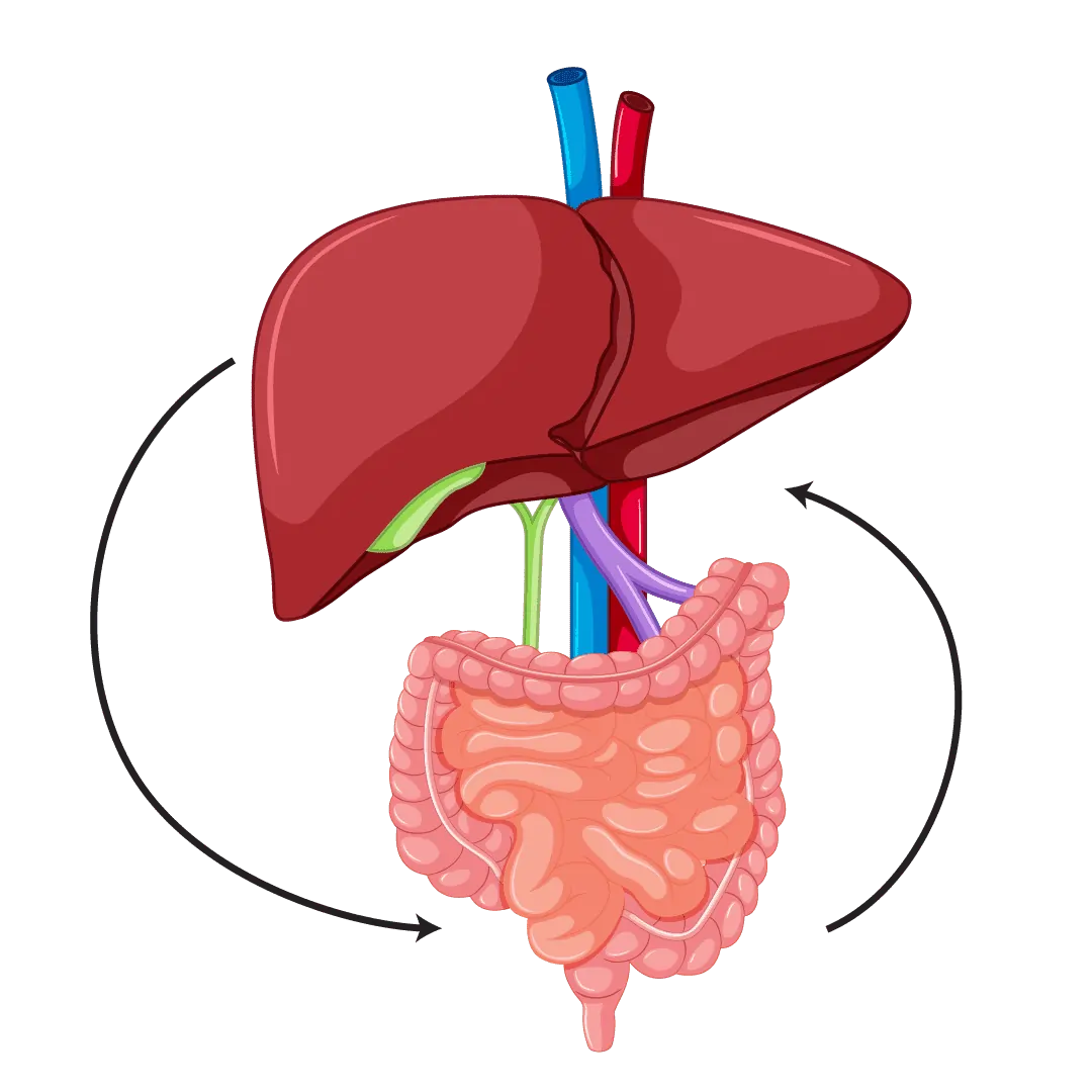 Gut Liver Axis Visualization SEO