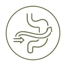 Smooth Digestion Icon SEO