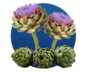Cynara Scolymus Artichoke SEO