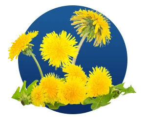 Taraxacum Dandelion Extract SEO