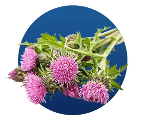 Silymarin Milk Thistle SEO