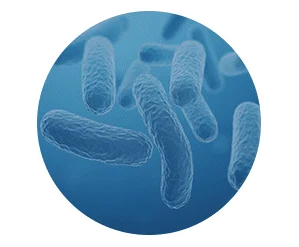 Premium Probiotics Strain SEO